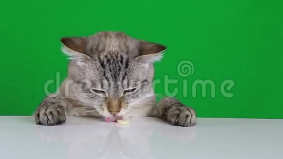 有趣的猫坐在桌子旁舔食视频的预览图