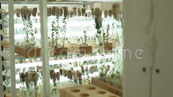 玻璃试管中泻叶苗视频的预览图