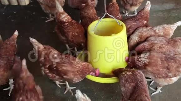 在农场食用家禽食物的鸡或母鸡视频的预览图