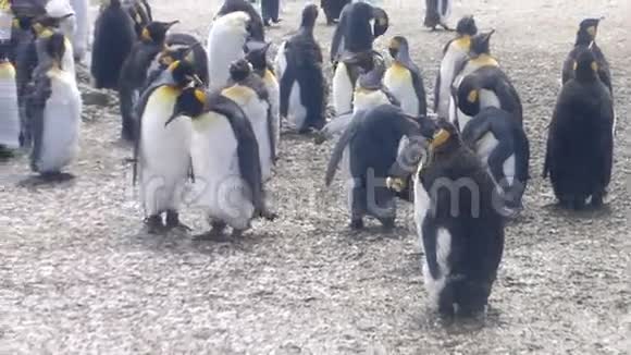 企鹅国王在志愿者点的殖民地视频的预览图