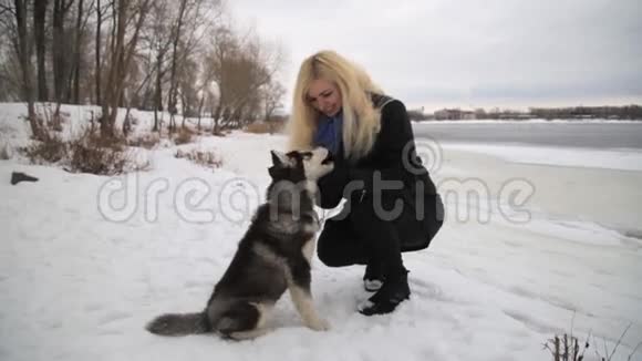冬季景观与金发女孩玩西伯利亚哈士奇马拉穆特狗外面视频的预览图