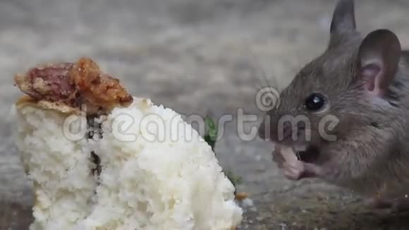 老鼠在花园里吃烤饼视频的预览图
