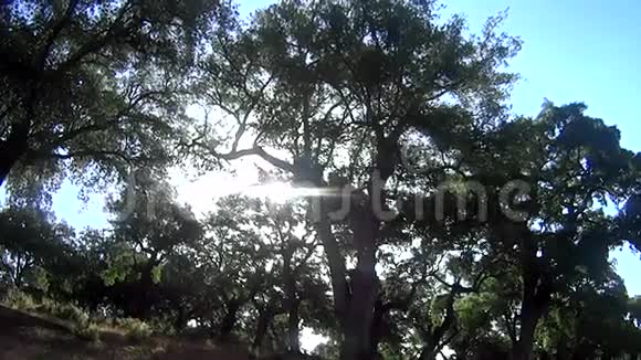 散步时阳光照射树木视频的预览图