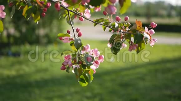 春天花园里的树木开花视频的预览图