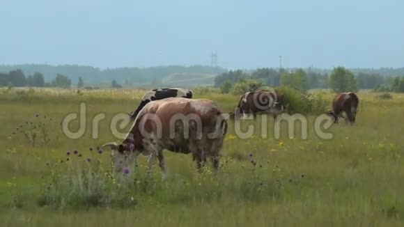 牧场上放牧的牛视频的预览图