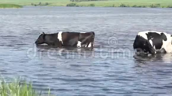 由于天气炎热牛在夏天下水视频的预览图