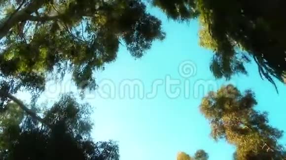 大自然和风中的树视频的预览图