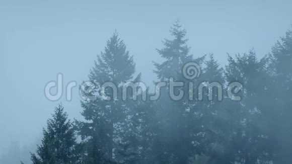 浓雾中的森林树木视频的预览图