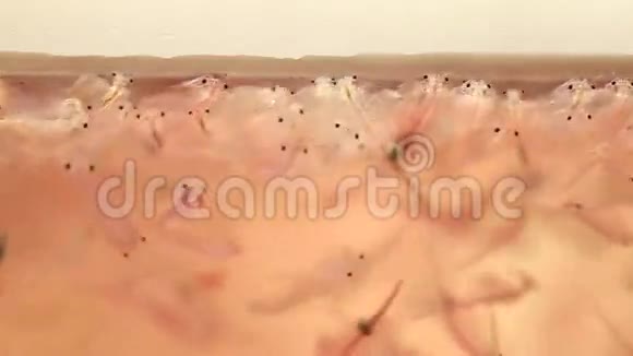 卤虫浮游生物卤虾视频的预览图