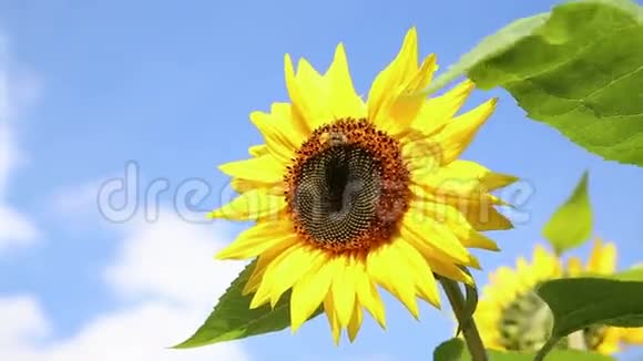 蓝天前有一只蜜蜂的向日葵视频的预览图