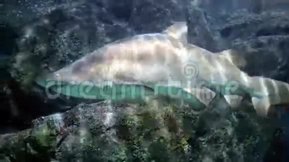 珊瑚礁上的鲨鱼视频的预览图