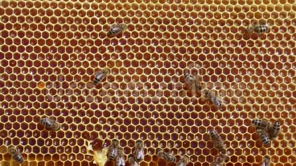 蜂蜂蜜满蜂蜜视频的预览图