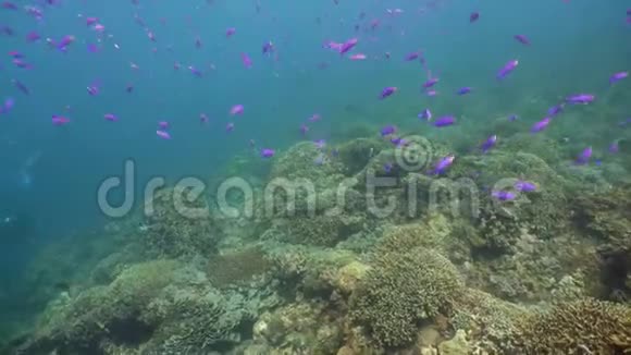 五颜六色的珊瑚和热带鱼深蓝色海洋中带鱼和海洋生物的珊瑚礁景观背景视频的预览图