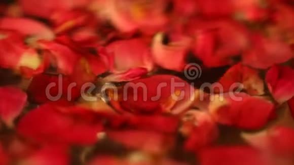 玫瑰花瓣特写镜头视频的预览图