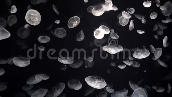 美丽的月亮水母镜头闪烁的水母在周围移动视频的预览图