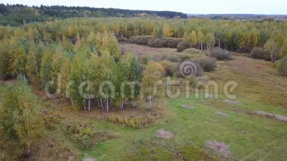 用黄色树叶覆盖的树木俯瞰田野视频的预览图