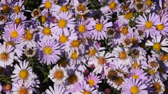 蜜蜂的作用花粉粉红色夏花视频的预览图