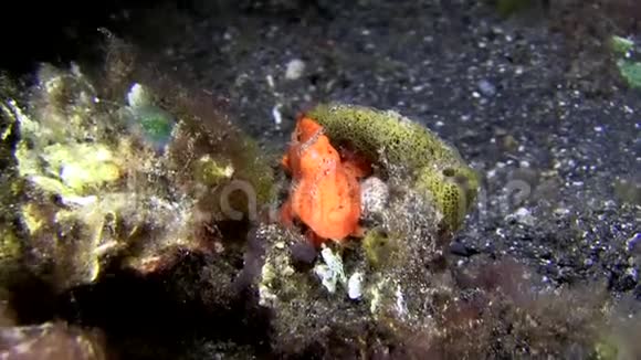莱姆贝海峡毛蛙纹触角鱼引诱猎物的研究视频的预览图