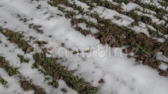 4K的春雪对农业麦田的影响视频的预览图