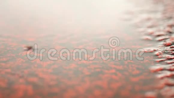 在校园体育场的跑道上下雨地上的水镜面水位下跑道红色纹理视频的预览图