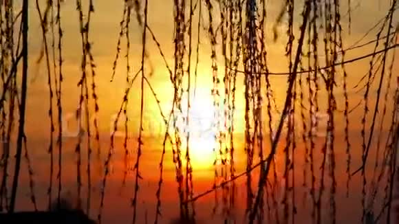 在夕阳的映衬下柳枝在风中摇曳视频的预览图