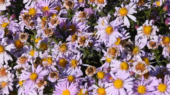 蜜蜂的作用花粉粉红色夏花视频的预览图