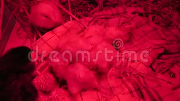 刚孵出一只小鸡小鸡里的小可爱羽毛还湿着放在一个红色的暖箱里视频的预览图