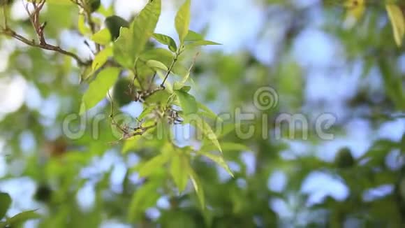 一棵树上的绿色曼达林未成熟的橘子黑山曼达里视频的预览图