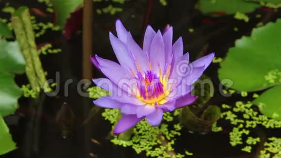 荷花池中紫罗兰色视频的预览图