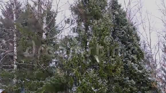 大片的雪落在黑暗森林的背景上视频的预览图