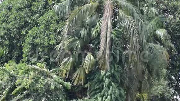 椰树枝叶吹视频的预览图