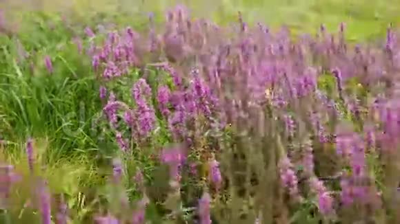 野花春天的草地上有花紫色花朵的乌克兰草原视频的预览图