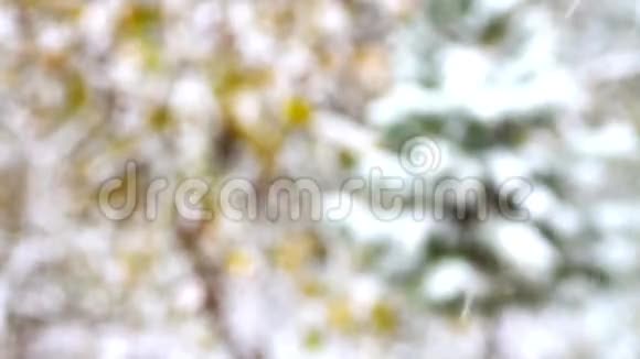 松树上飞舞的雪花视频的预览图