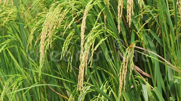 稻田在风中合上种子视频的预览图