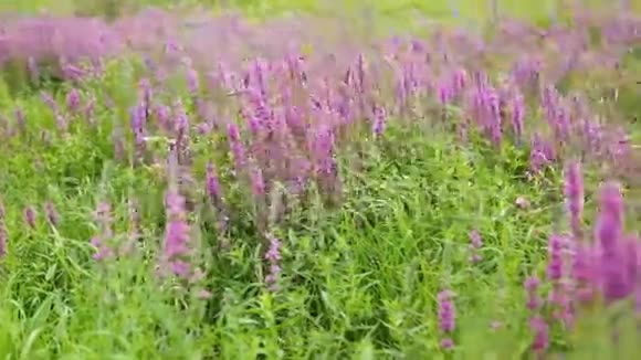 野花春天的草地上有花紫色花朵的乌克兰草原视频的预览图