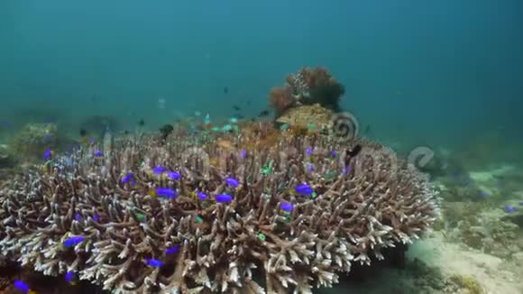 五颜六色的珊瑚和热带鱼深蓝色海洋中带鱼和海洋生物的珊瑚礁景观背景视频的预览图