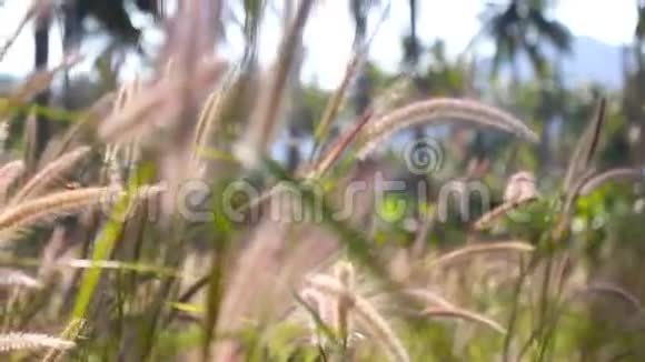 嫩绿的小麦在草地上生长在阳光下生长视频的预览图