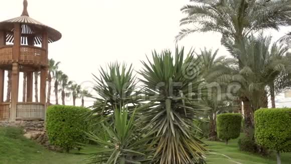 酒店有美丽的绿色植被和棕榈树视频的预览图