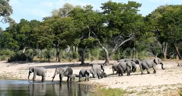 非洲大象纳米比亚非洲野生动物视频的预览图