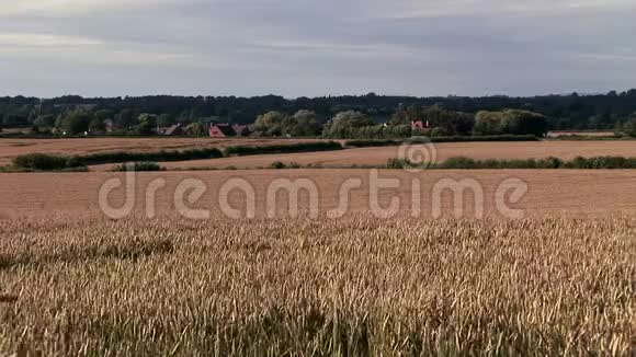英国种植的大麦田视频的预览图