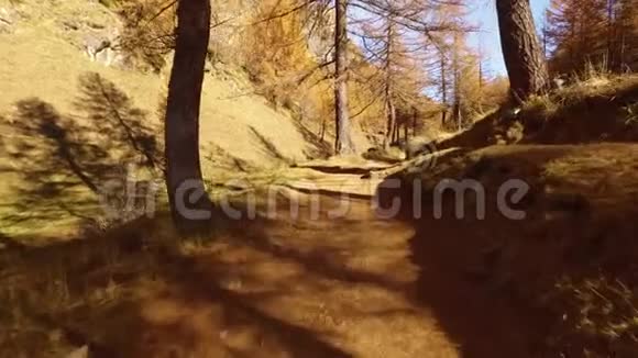 在树附近的秋天的树林小径上行走阳光明媚的秋日在五彩缤纷的红色森林中徒步旅行野外的自然山视频的预览图