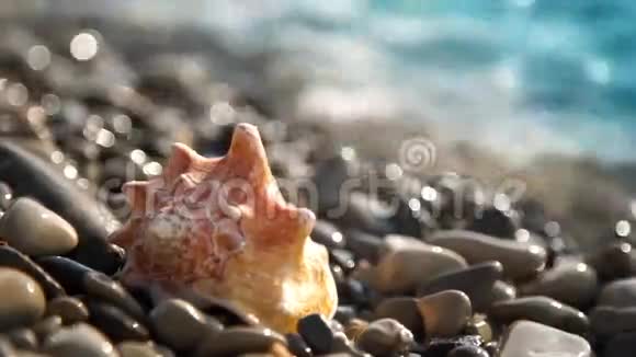 卵石滩上的海螺壳视频的预览图