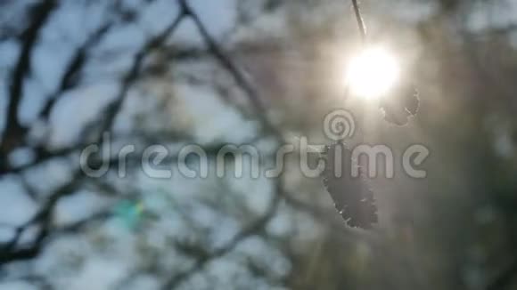 阳光树剪影阳光阳光森林阳光自然视频的预览图