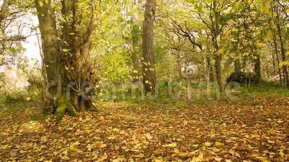 苏格兰柯布里奇公园美丽的秋天视频的预览图