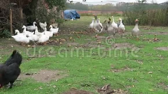 草地上的白鹅和鸡视频的预览图