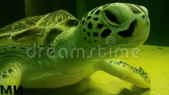 海洋水族馆中的海龟视频的预览图