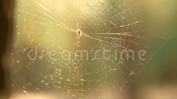 蜘蛛网在灯光下美丽的布克视频的预览图