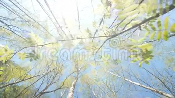 春天的太阳透过高大树木的树冠照耀视频的预览图