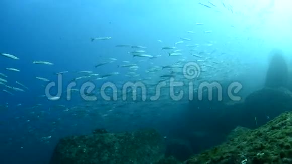 墨西哥梭鱼视频的预览图