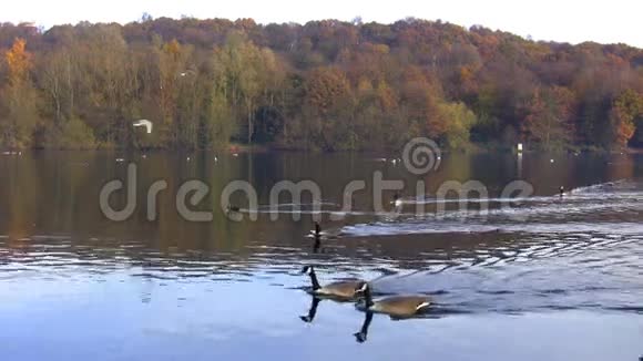 秋天鸟儿在湖里飞翔和游泳视频的预览图